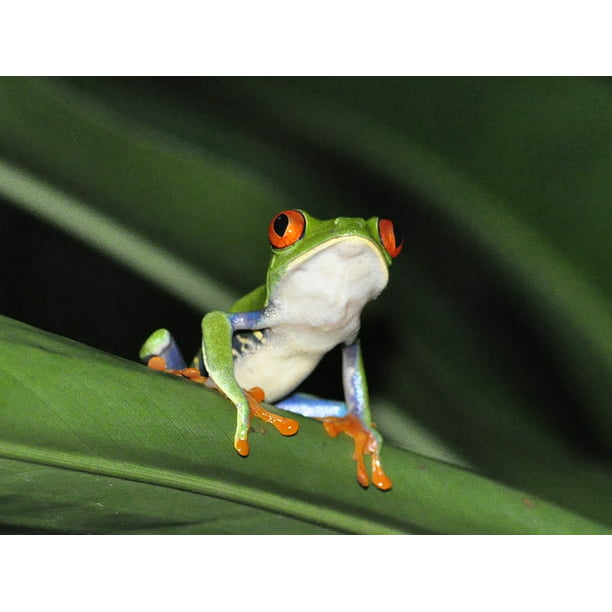 RED EYED TREE FROG Photo Picture WILDLIFE NATURE Color Poster Print 8x10 11x14